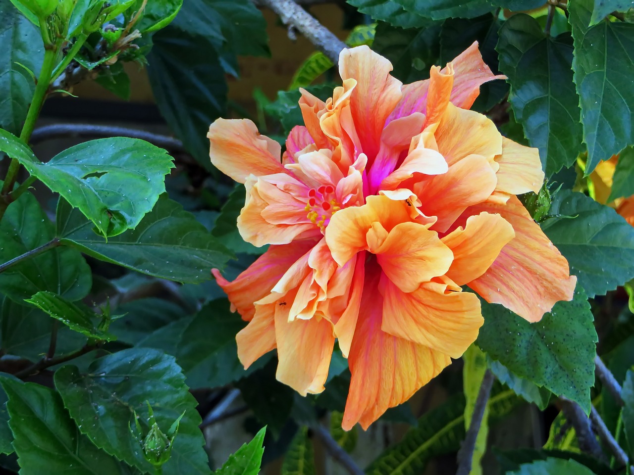 double hibiscus, hibiscus, orange blossom-1941160.jpg