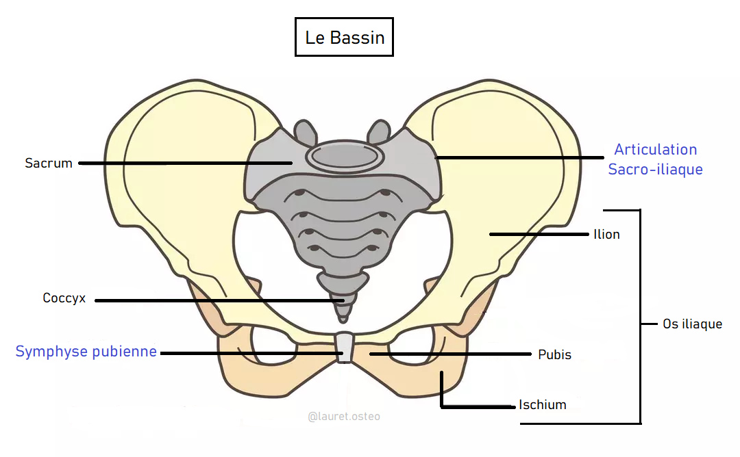 douleur bassin grossesse 7 mois